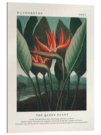 Quadro em plexi-alumínio The Queen Plant