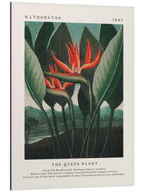 Magnettafel The Queen Plant