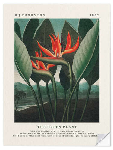 Wall sticker The Queen Plant