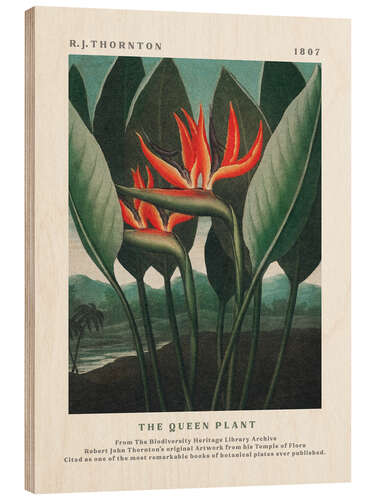 Obraz na drewnie The Queen Plant