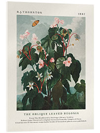 Cuadro de metacrilato The Oblique Leaved Begonia