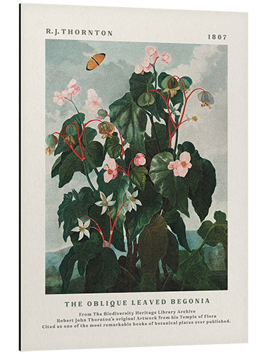 Aluminium print The Oblique Leaved Begonia