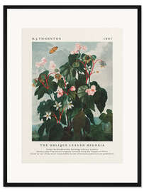 Gerahmter Kunstdruck The Oblique Leaved Begonia