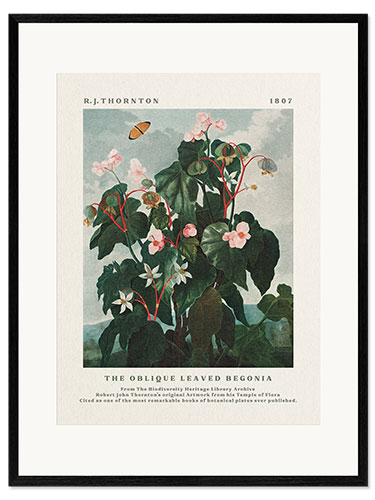 Ingelijste kunstdruk The Oblique Leaved Begonia