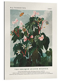 Gallery print The Oblique Leaved Begonia