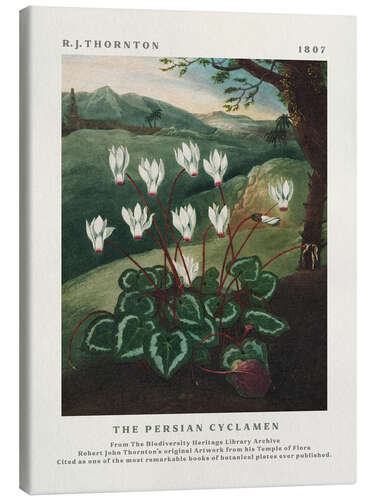 Canvas print The Persian Cyclamen