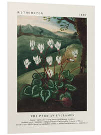 Foam board print The Persian Cyclamen