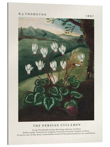 Quadro em plexi-alumínio The Persian Cyclamen