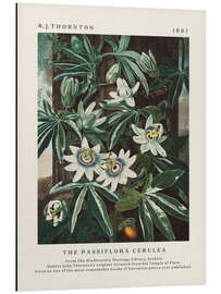 Aluminium print The Passiflora Cerulea