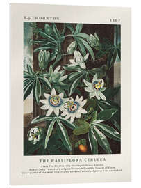 Gallery print The Passiflora Cerulea