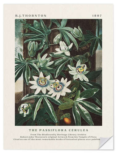 Sticker mural The Passiflora Cerulea