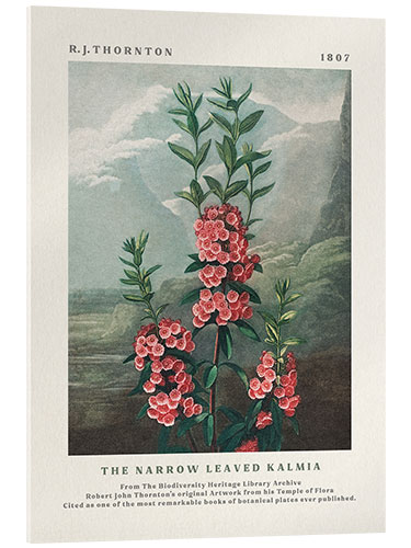 Cuadro de metacrilato The Narrow Leaved Kalmia