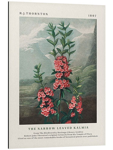 Stampa su alluminio The Narrow Leaved Kalmia