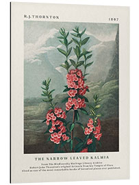 Aluminium print The Narrow Leaved Kalmia