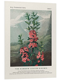 Foam board print The Narrow Leaved Kalmia