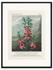 Gerahmter Kunstdruck The Narrow Leaved Kalmia