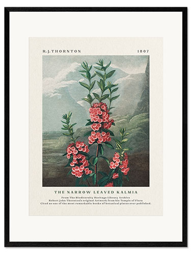 Inramat konsttryck The Narrow Leaved Kalmia