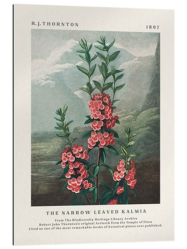 Gallery Print The Narrow Leaved Kalmia