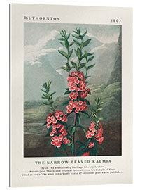 Gallery print The Narrow Leaved Kalmia