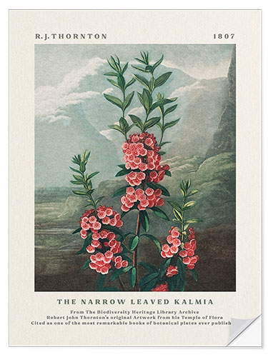 Selvklæbende plakat The Narrow Leaved Kalmia