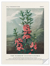 Wandsticker The Narrow Leaved Kalmia