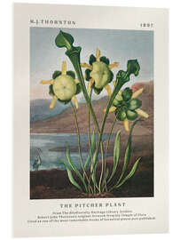 Acrylic print The Pitcher Plant