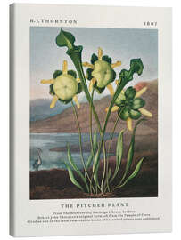 Canvas print The Pitcher Plant