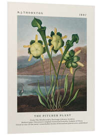 Tableau en PVC The Pitcher Plant