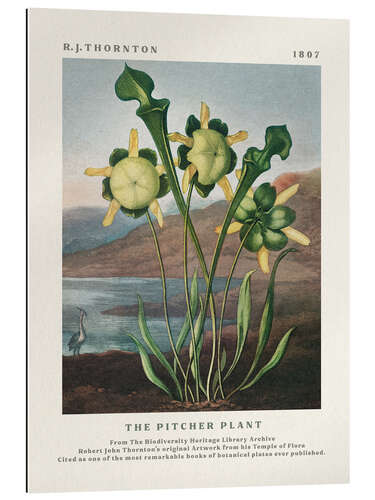 Gallery print The Pitcher Plant