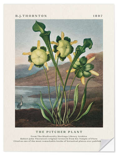 Sticker mural The Pitcher Plant