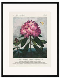 Gerahmter Kunstdruck The Pontic Rhododendron