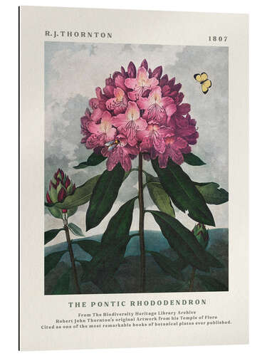 Galleriprint The Pontic Rhododendron