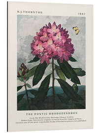 Magnettafel The Pontic Rhododendron