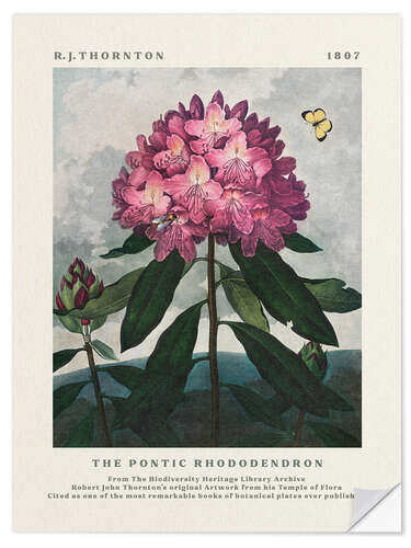 Sticker mural The Pontic Rhododendron