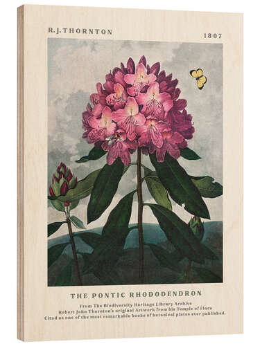 Tableau en bois The Pontic Rhododendron