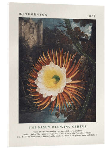 Gallery print The Night Blowing Cereus