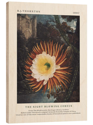 Holzbild The Night Blowing Cereus