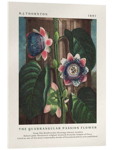 Acrylglasbild The Quadrangular Passion Flower
