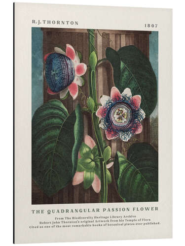 Aluminium print The Quadrangular Passion Flower