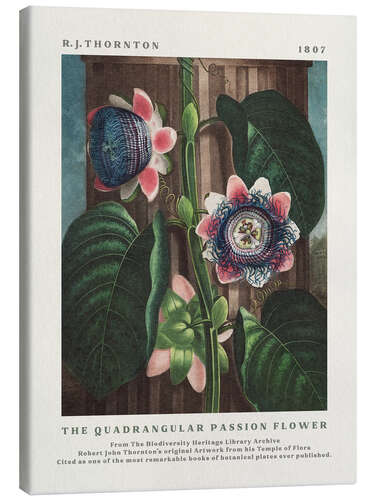 Lerretsbilde The Quadrangular Passion Flower