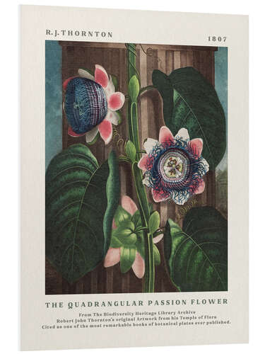 PVC-tavla The Quadrangular Passion Flower