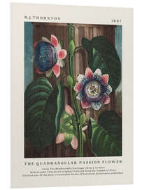 PVC-taulu The Quadrangular Passion Flower