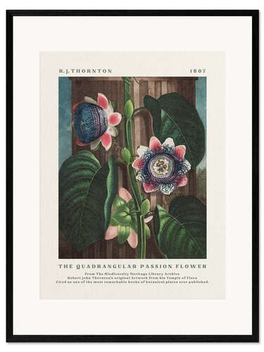 Gerahmter Kunstdruck The Quadrangular Passion Flower