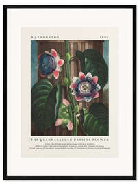 Gerahmter Kunstdruck The Quadrangular Passion Flower
