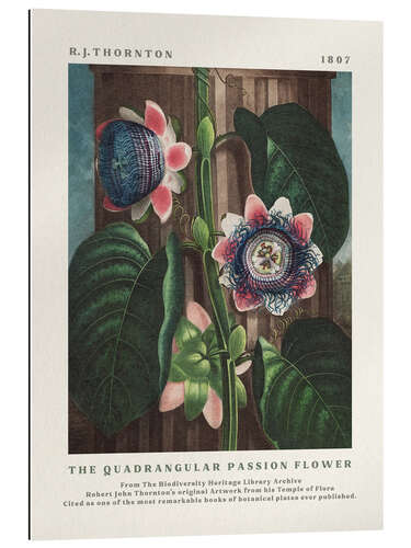 Gallery print The Quadrangular Passion Flower