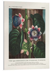 Galleritryk The Quadrangular Passion Flower