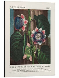 Magnettafel The Quadrangular Passion Flower