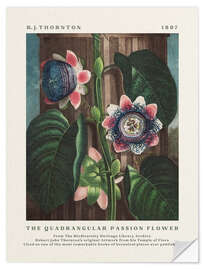 Sisustustarra The Quadrangular Passion Flower