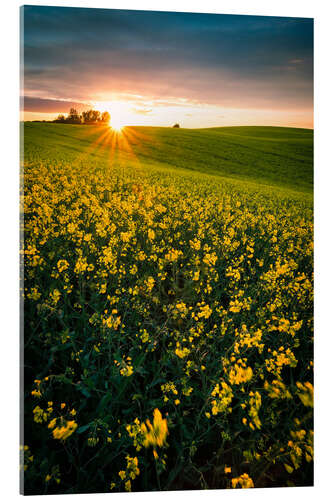 Acrylic print Rapeseed field in the sunset