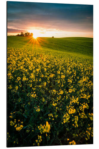 Quadro em alumínio Rapeseed field in the sunset